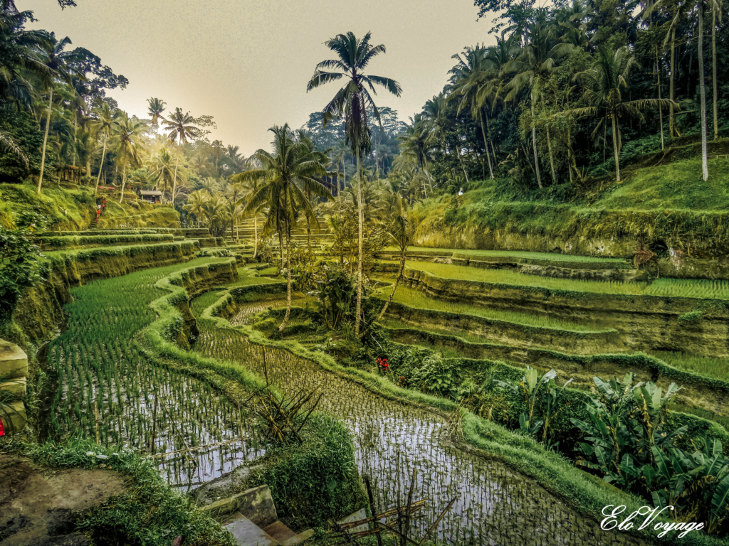 bali-ubud-rizieres-tegalalang