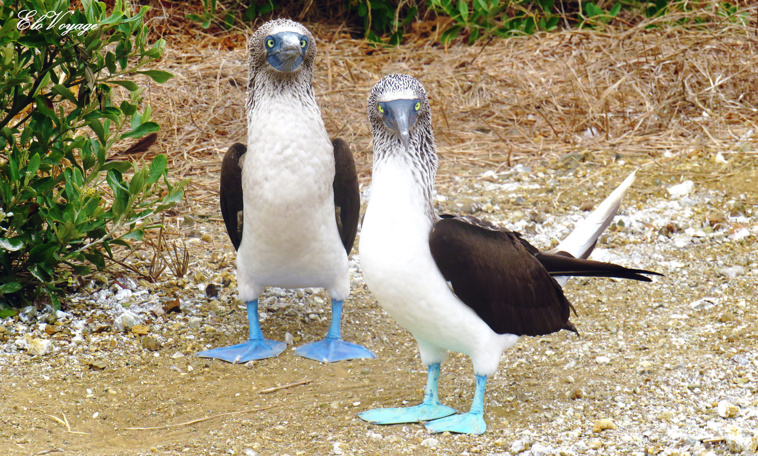 fous à pattes bleues isla de la plata équateur