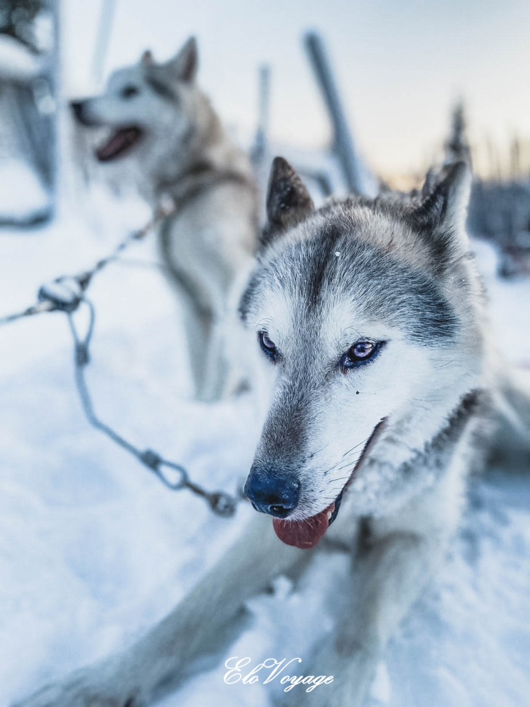 chiens de traineau laponie finlande