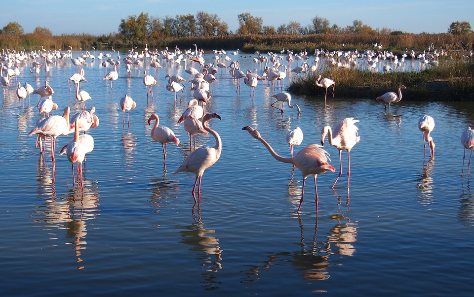 Flamants roses Camargue