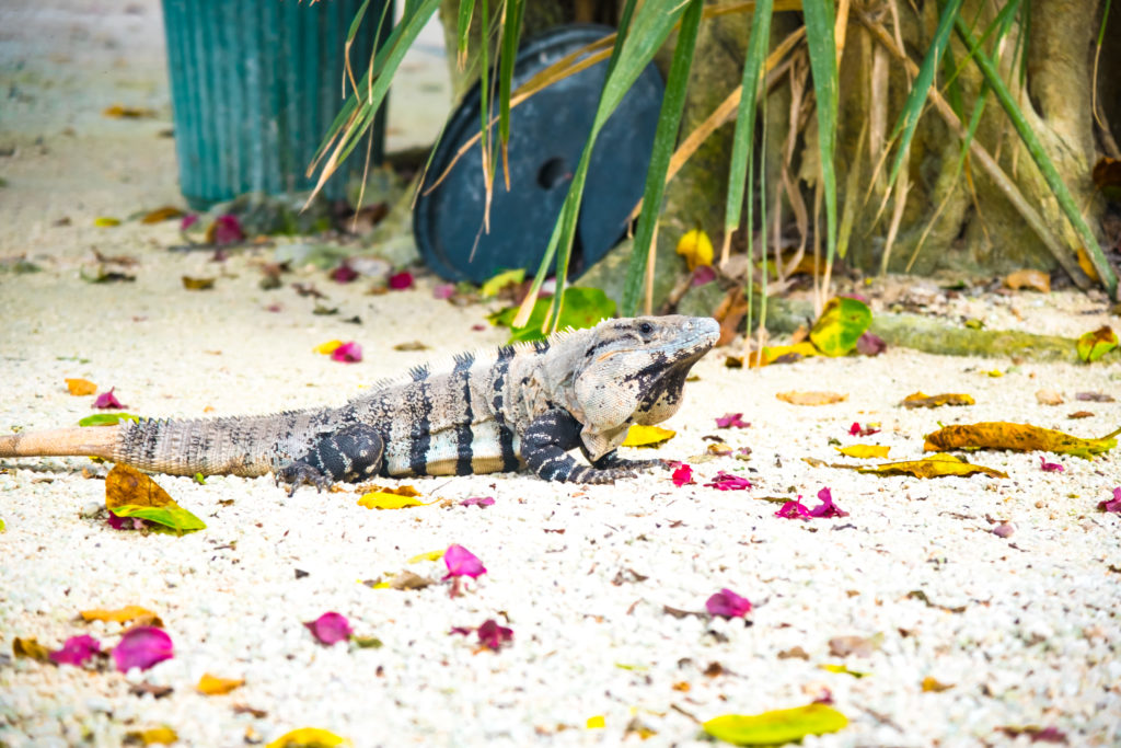 iguane playa del carmen Yucatan Mexique