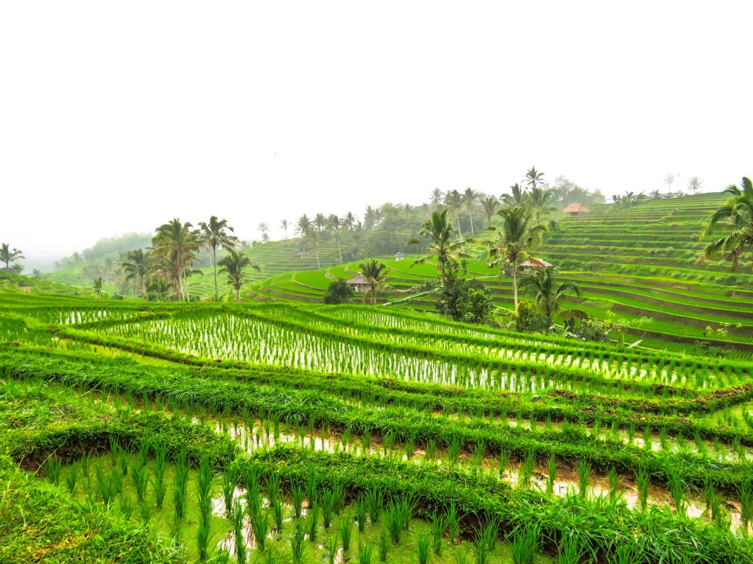 RIZIERES JATILUWIH BALI