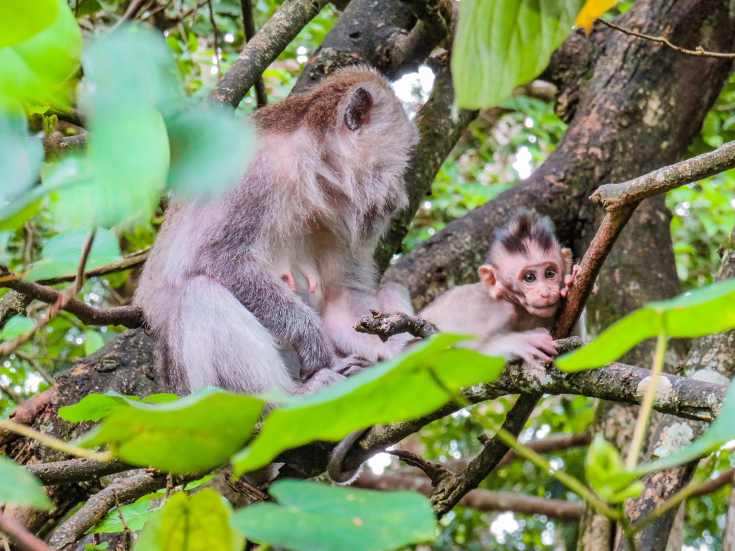 SACRED MONKEY FOREST UBUD BALI