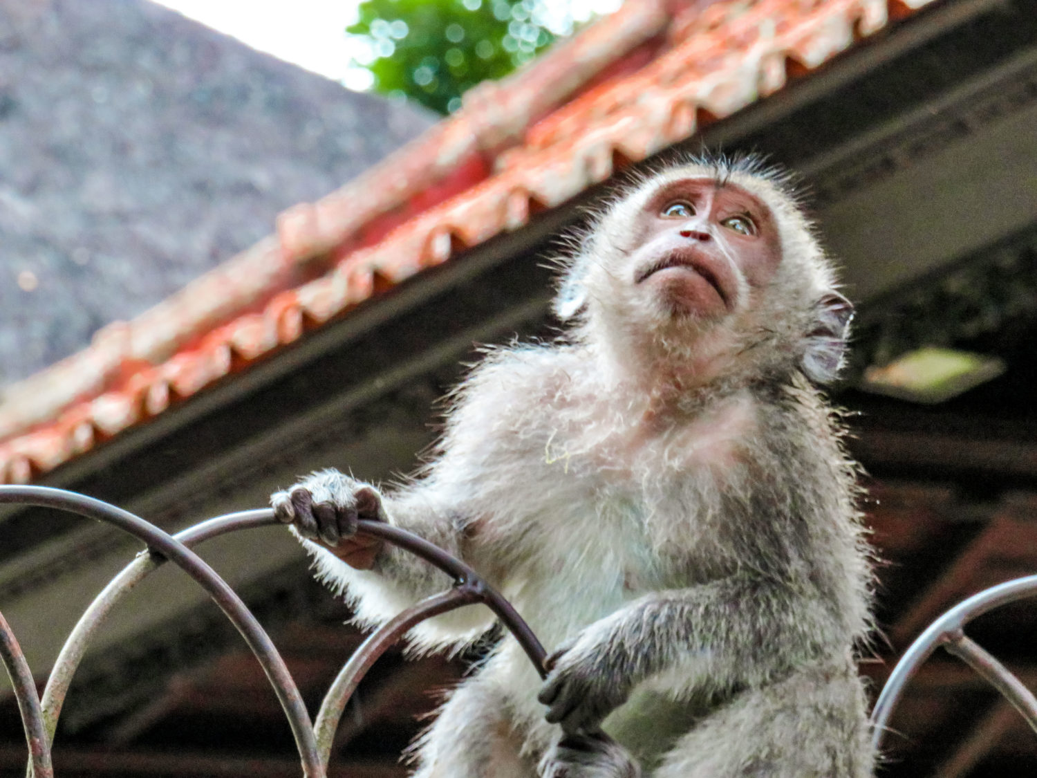 SACRED MONKEY FOREST UBUD BALI