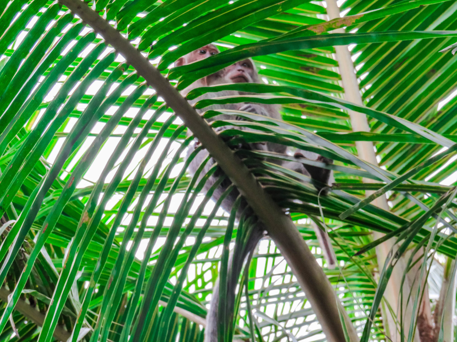SACRED MONKEY FOREST UBUD BALI
