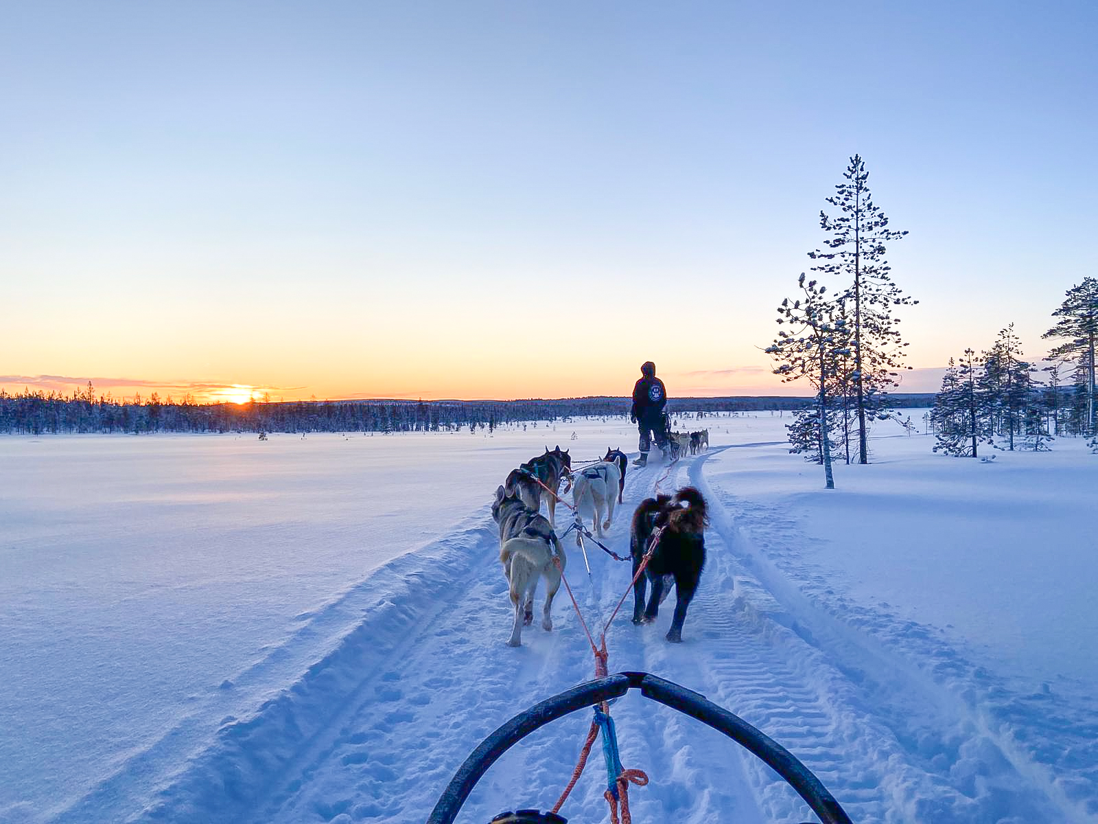 CHIENS DE TRAINEAU LAPONIE HUSKY SAFARI