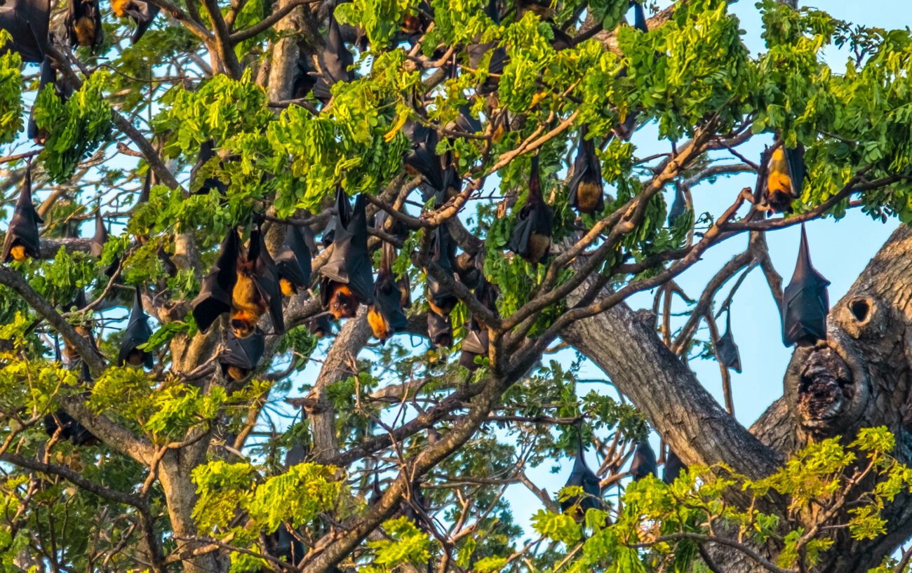 arbre chauve souris sri lanka