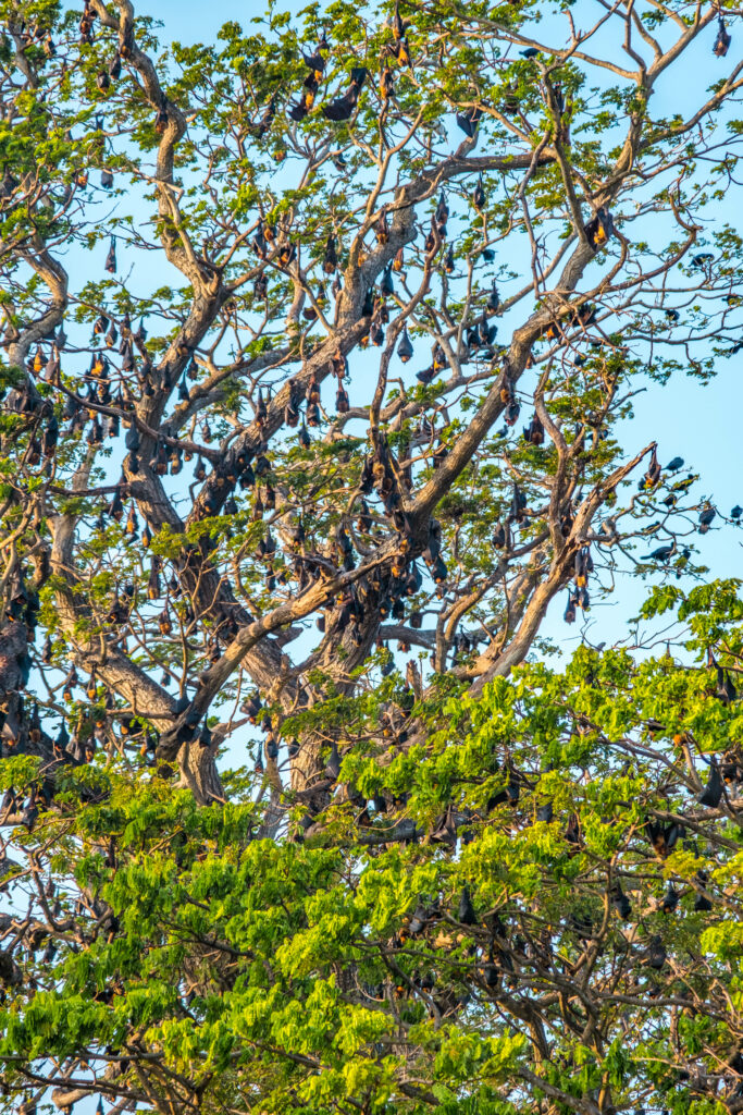 arbre chauve souris sri lanka