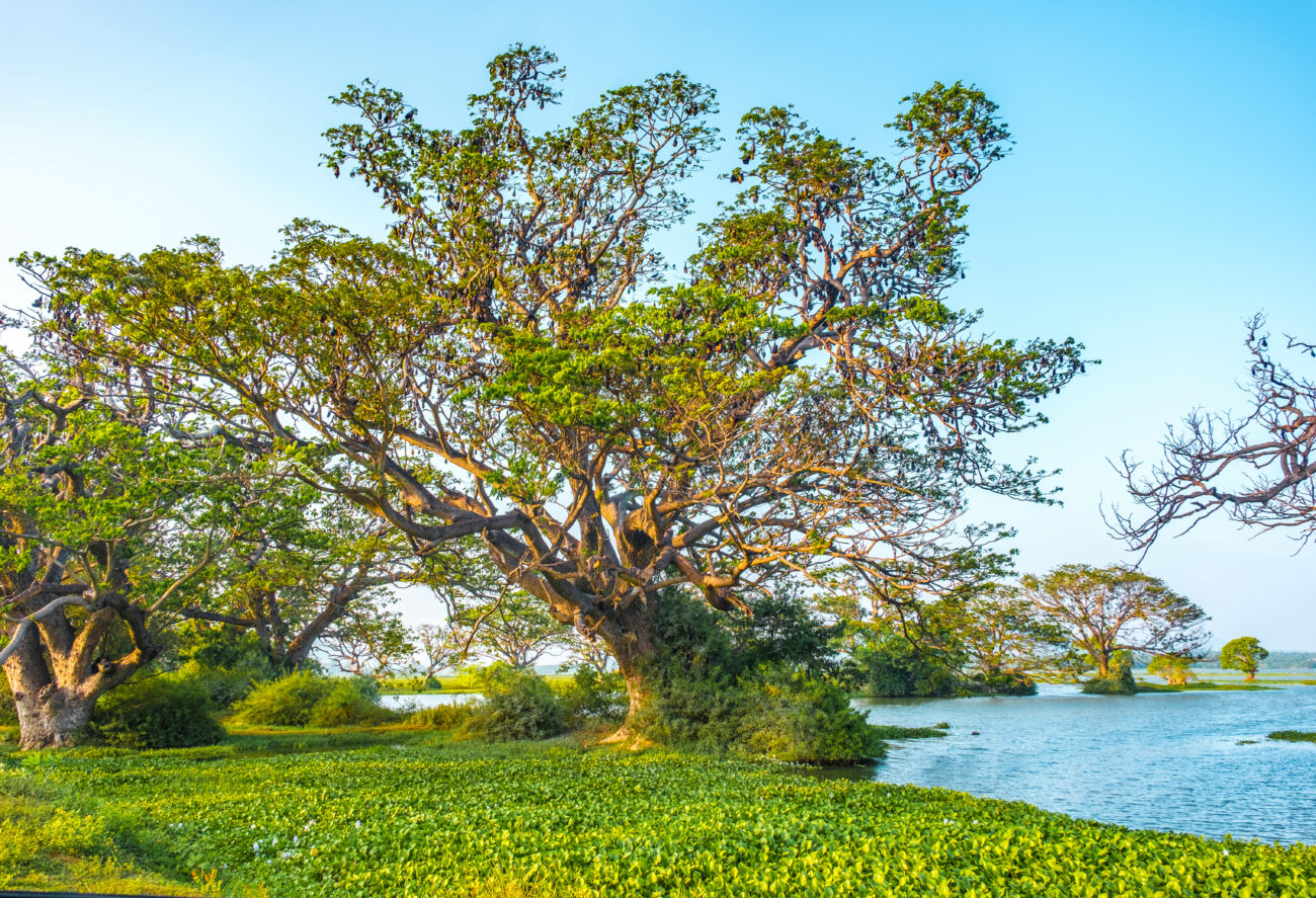 arbre chauve souris sri lanka