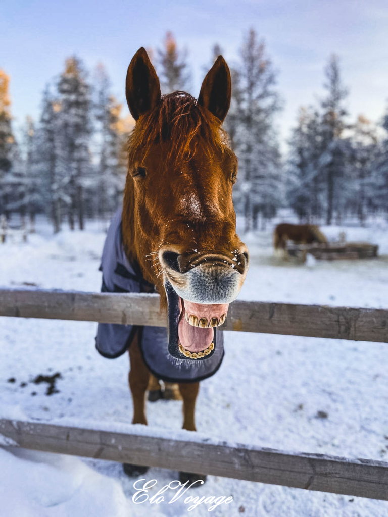 BALADE À CHEVAL EN LAPONIE