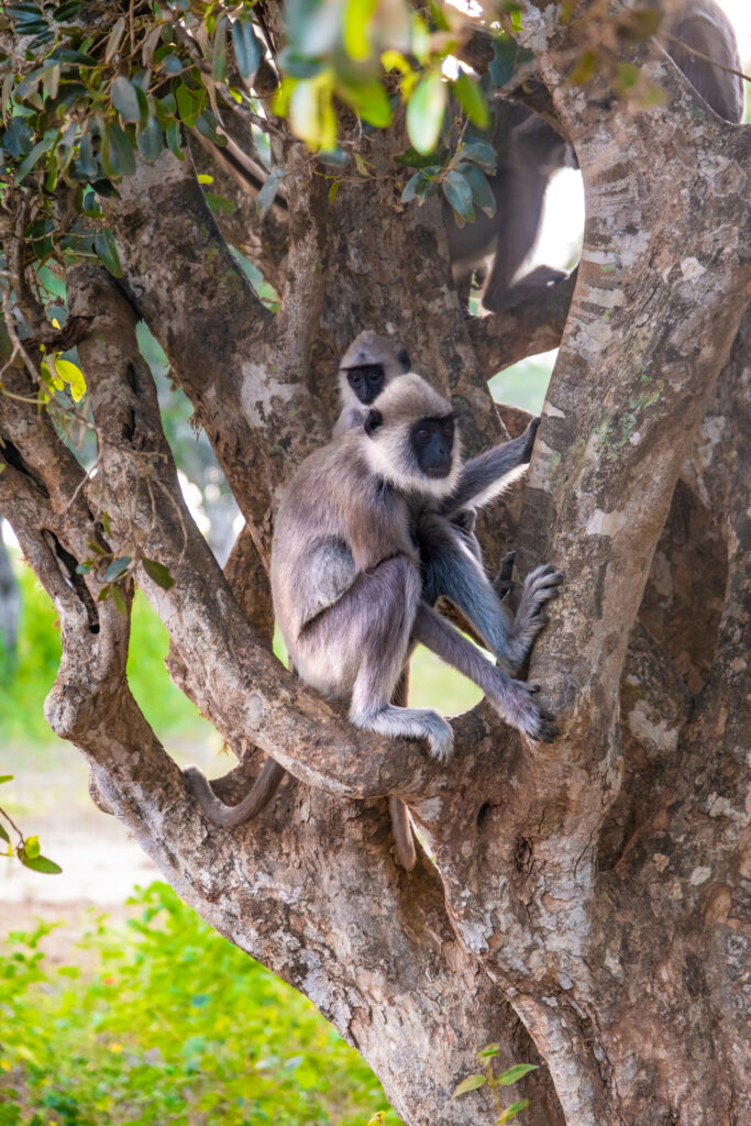safari yala national park Sri Lanka