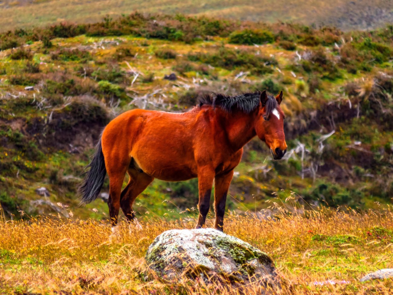 BALADE CHEVAL EQUATEUR COTOPAXI