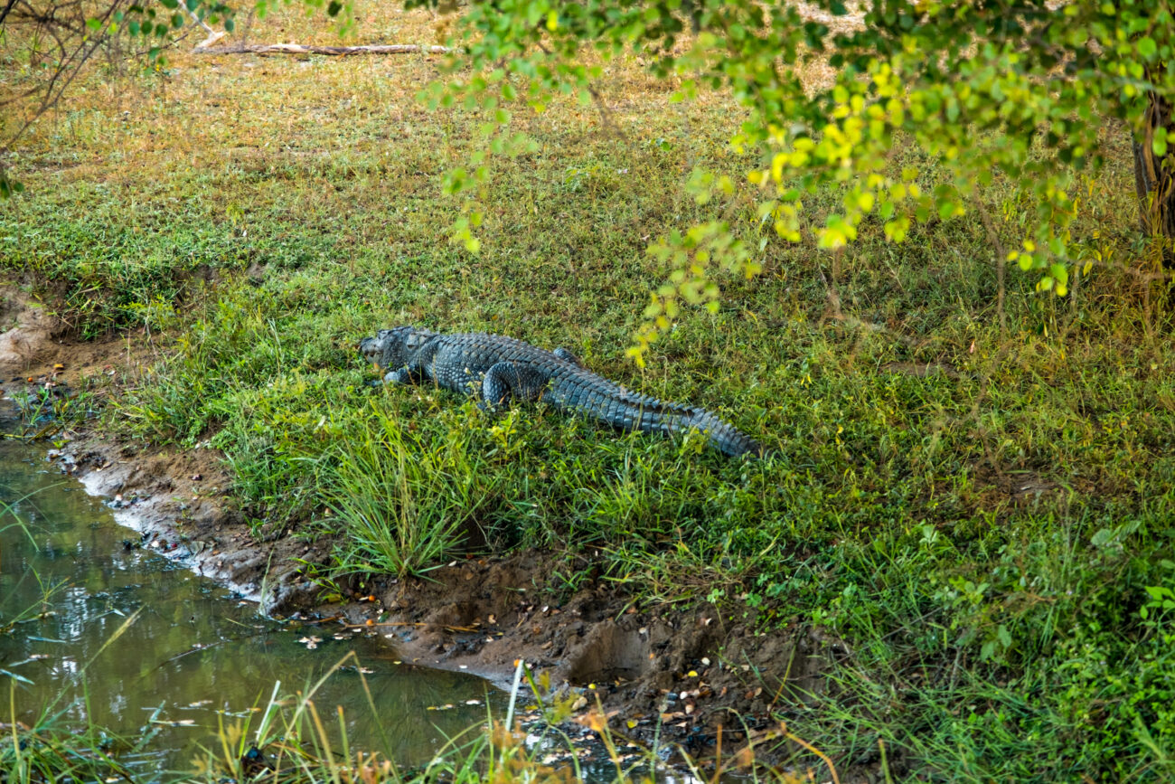 safari yala national park Sri Lanka