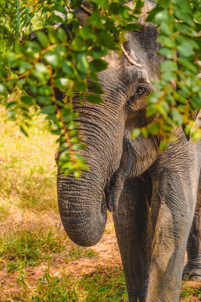 elephants sri lanka yala national park