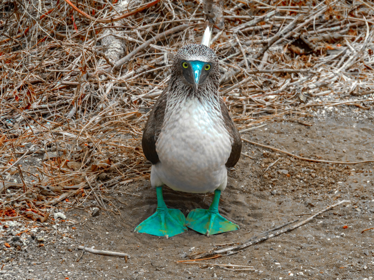 fous à pattes bleues isla de la plata équateur