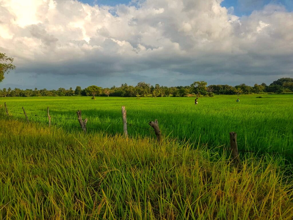 logement wilpattu sri lanka