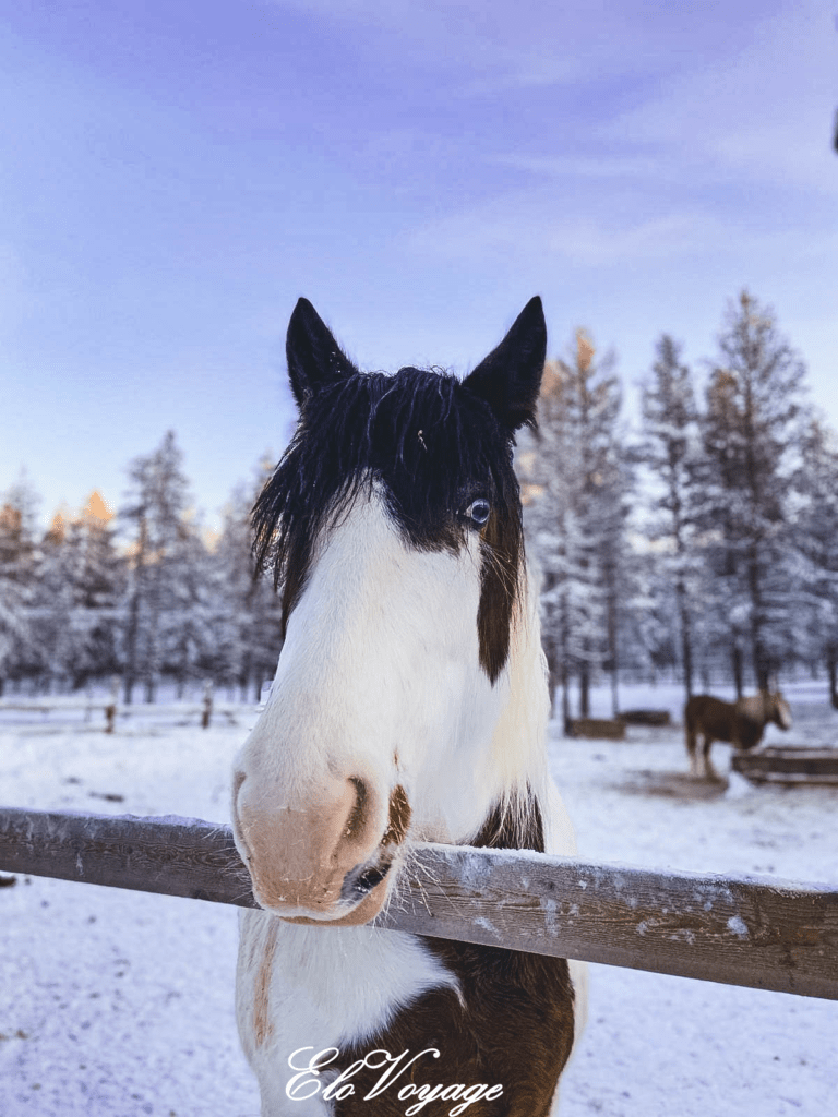 BALADE À CHEVAL EN LAPONIE