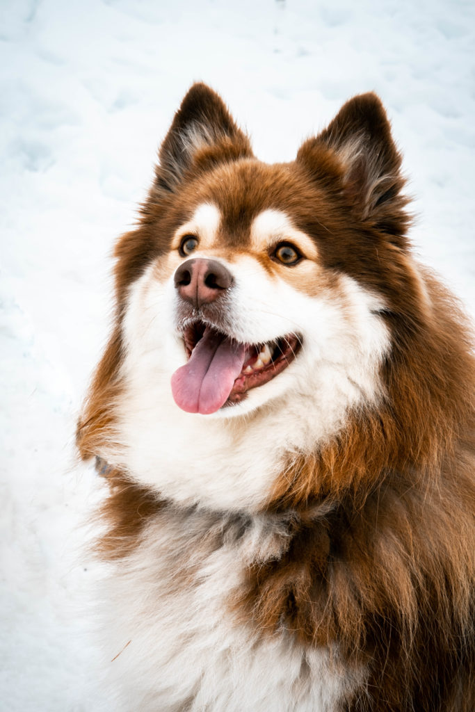 husky devoluy ski