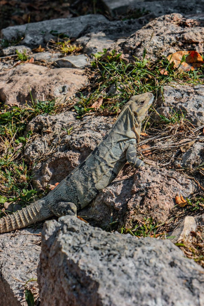 IGUANE UXMAL YUCATAN MEXIQUE