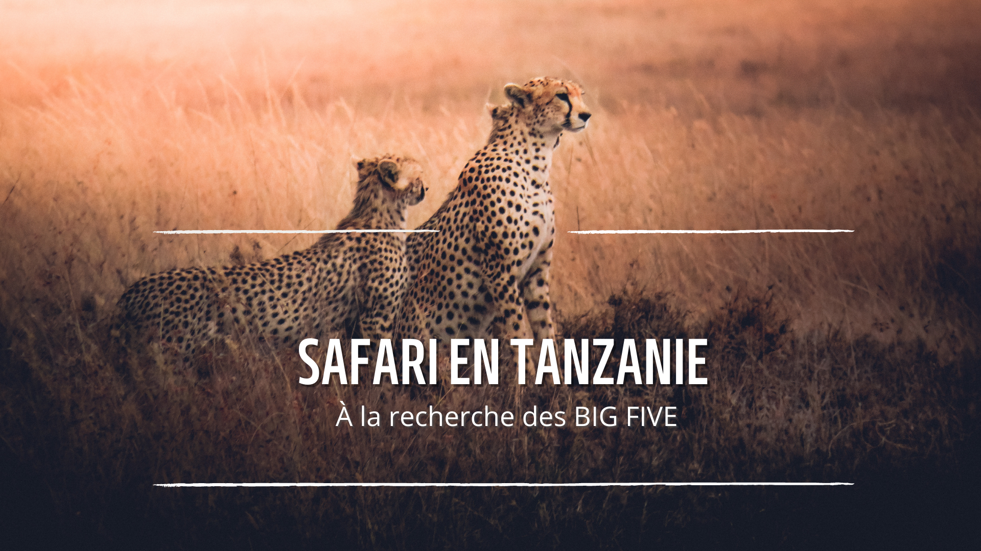 mon safari en tanzanie : budget, agence de voyage, parc visités et mes hébergements