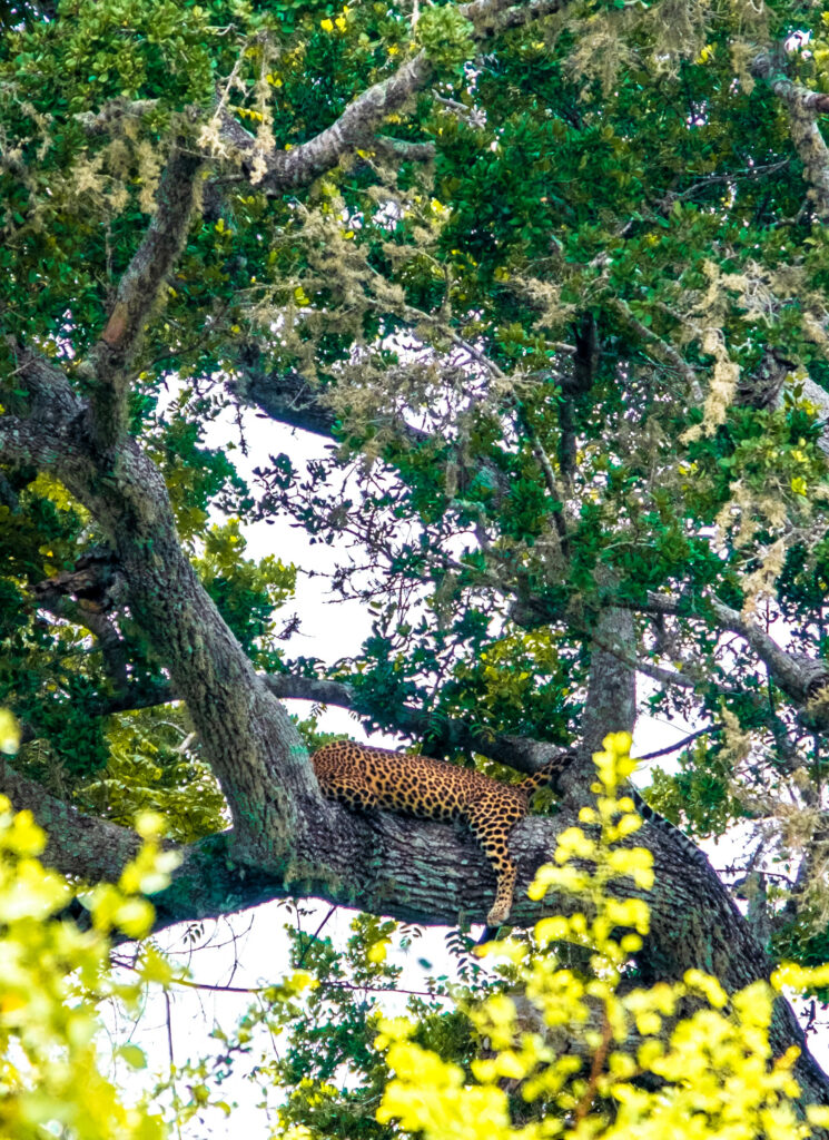 leopard yala national park Sri Lanka