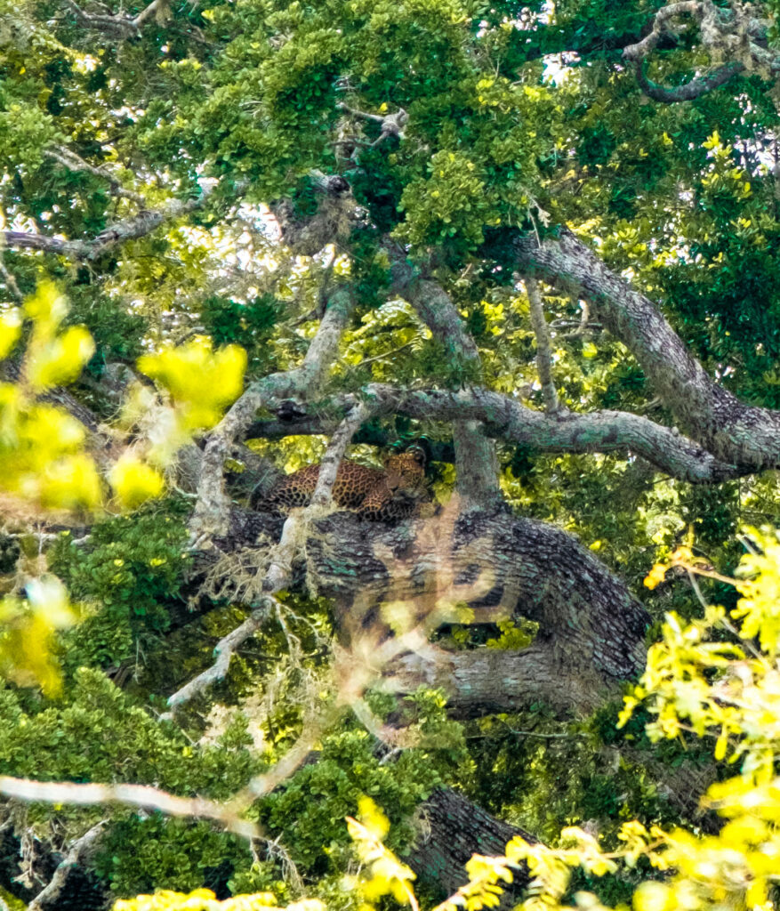 leopard yala national park Sri Lanka
