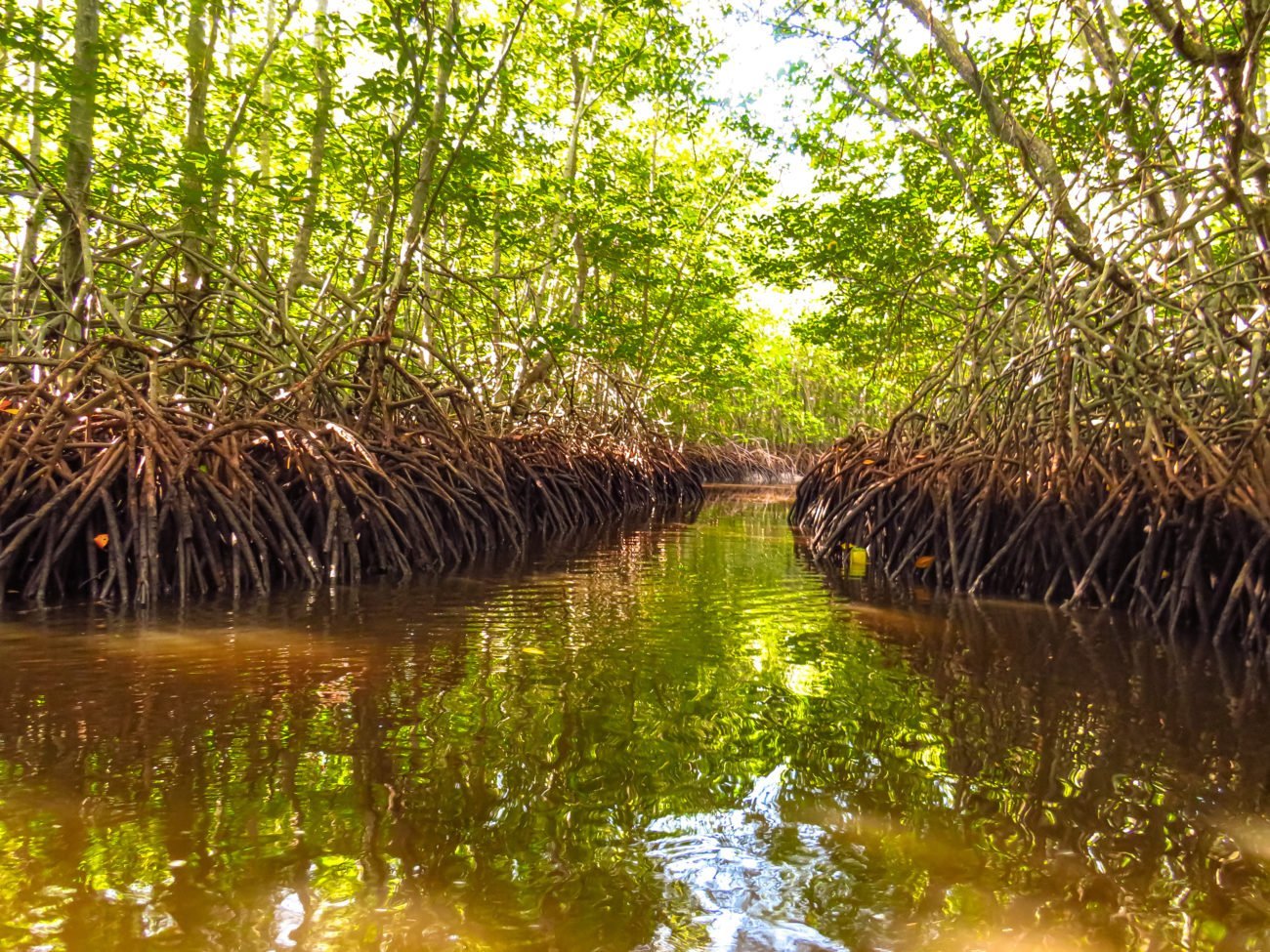 MANGROVE FOREST NUSA LEMBONGAN BALI
