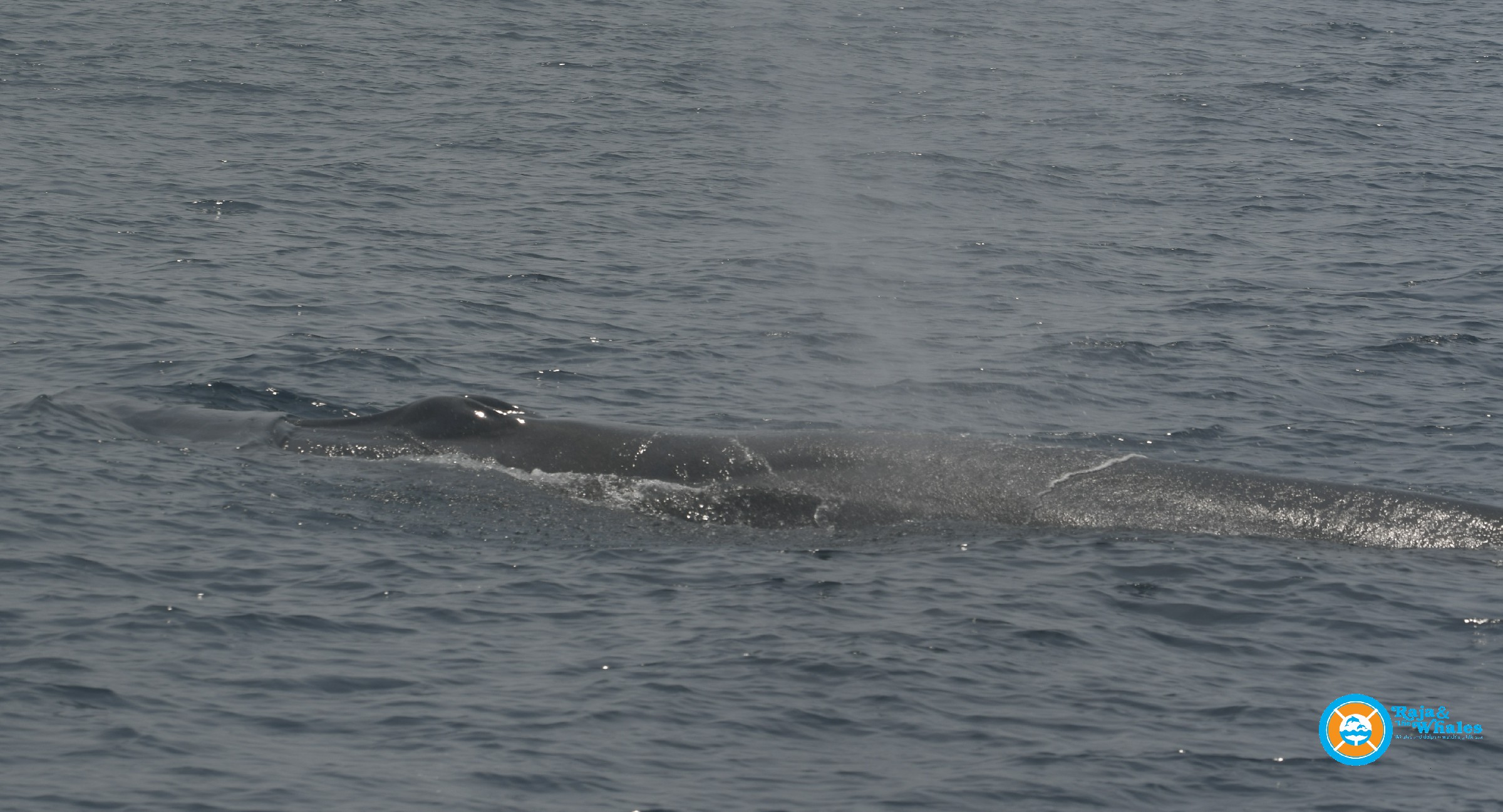EXCURSION BALEINE MIRISSA SRI LANKA