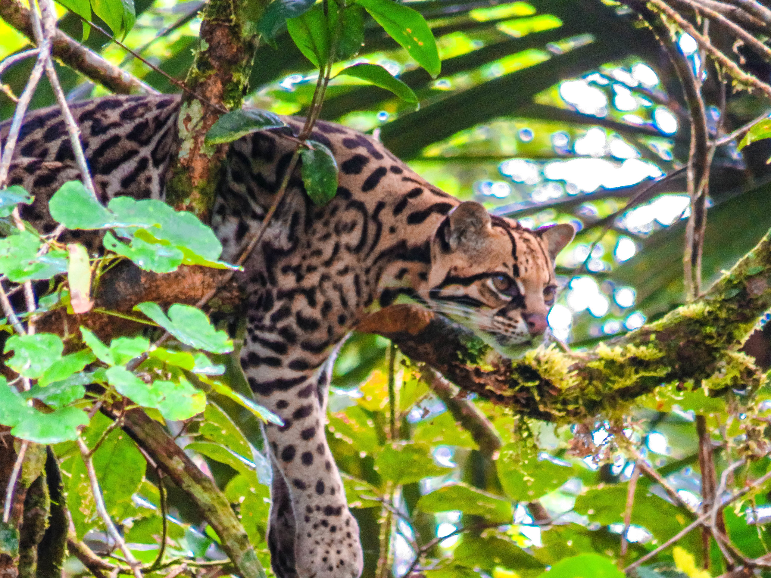 OCELOT AMAZONIE EQUATEUR