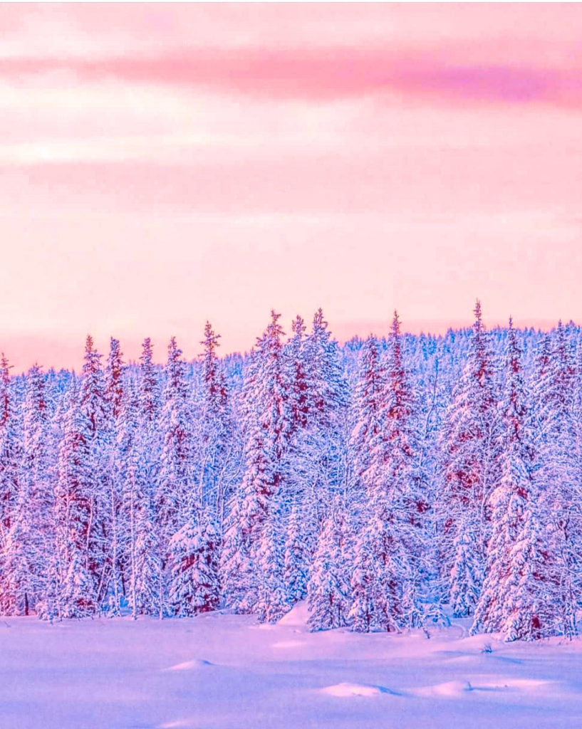 PAYSAGE SAPIN LAPONIE FINLANDE