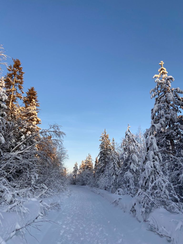 PAYSAGE SAPIN LAPONIE FINLANDE
