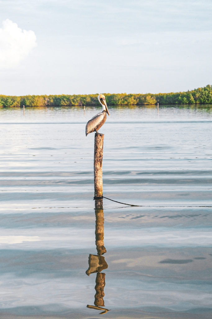 RIO LAGARTOS YUCATAN MEXIQUE