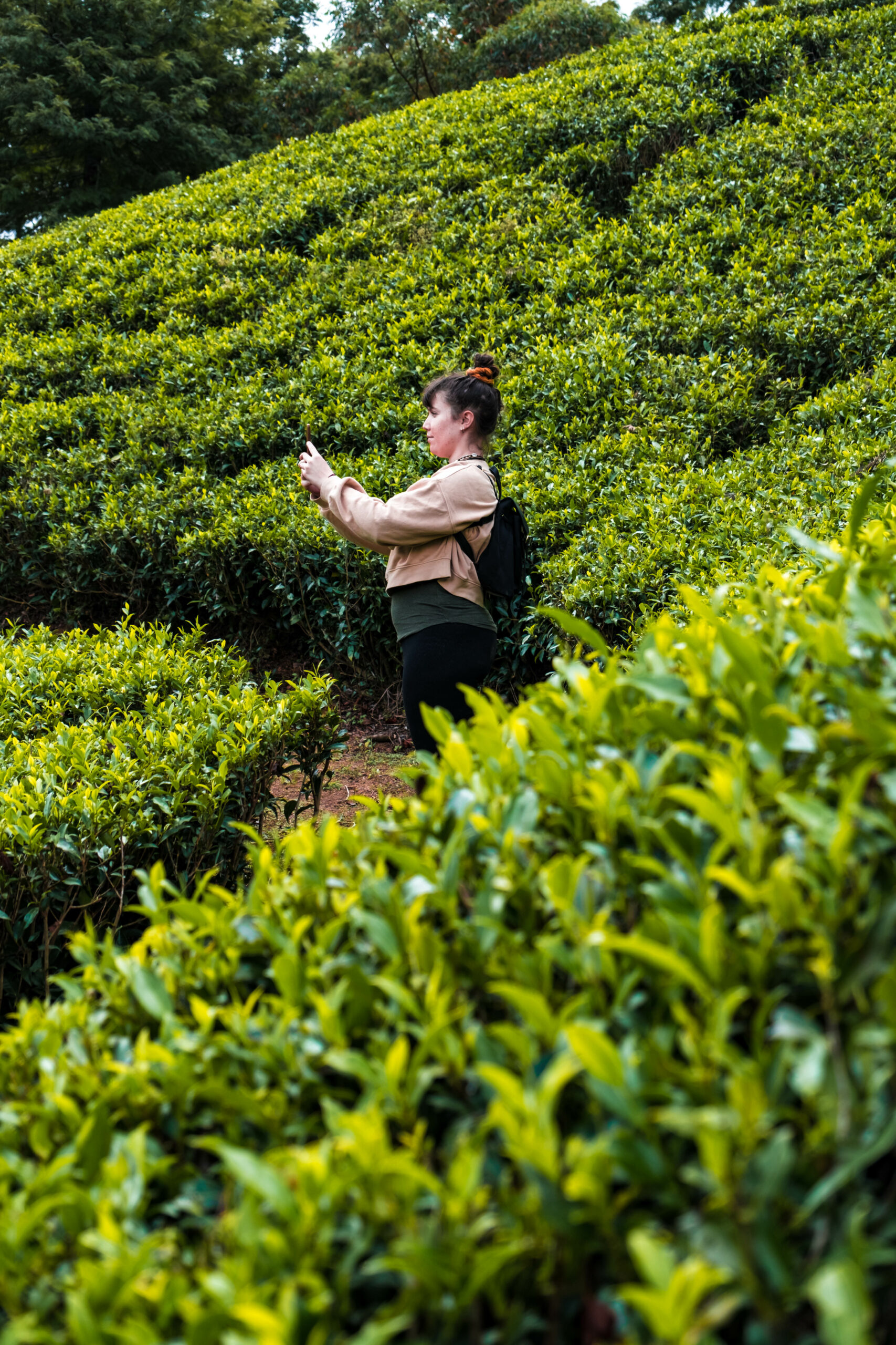 plantations thé nuwara eliya sri lanka