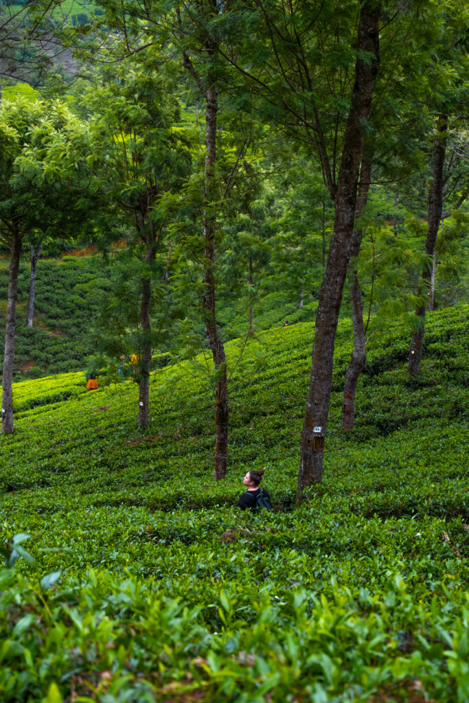 plantations thé nuwara eliya sri lanka