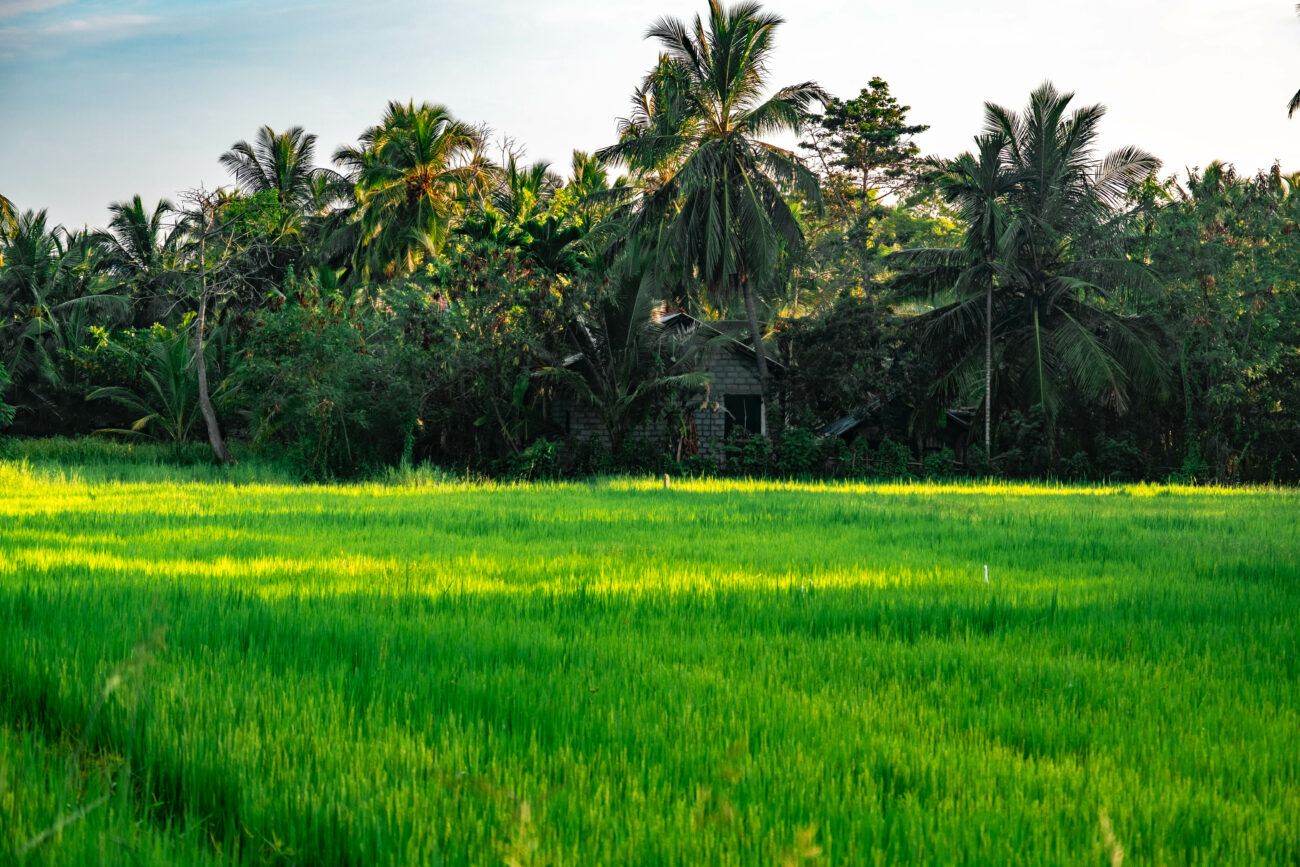 rizieres Sri Lanka ricefields