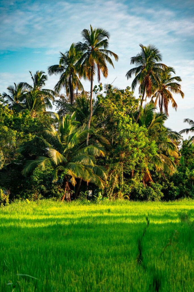 rizieres Sri Lanka ricefields