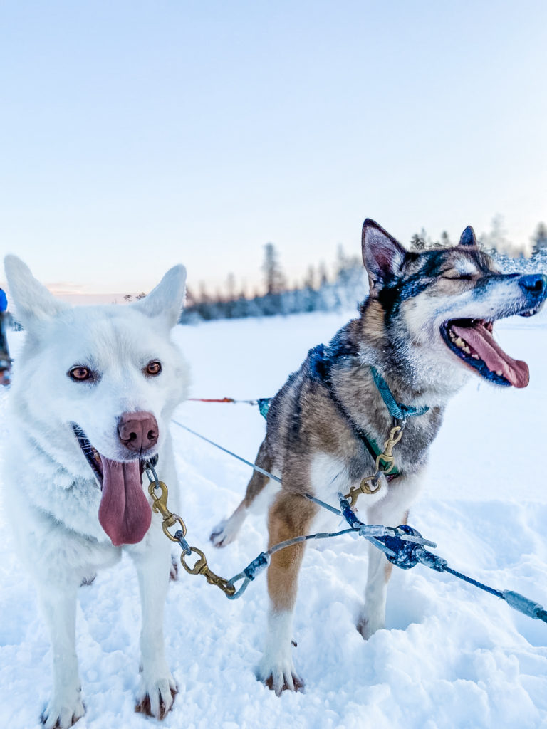 CHIENS DE TRAINEAU LAPONIE HUSKY SAFARI