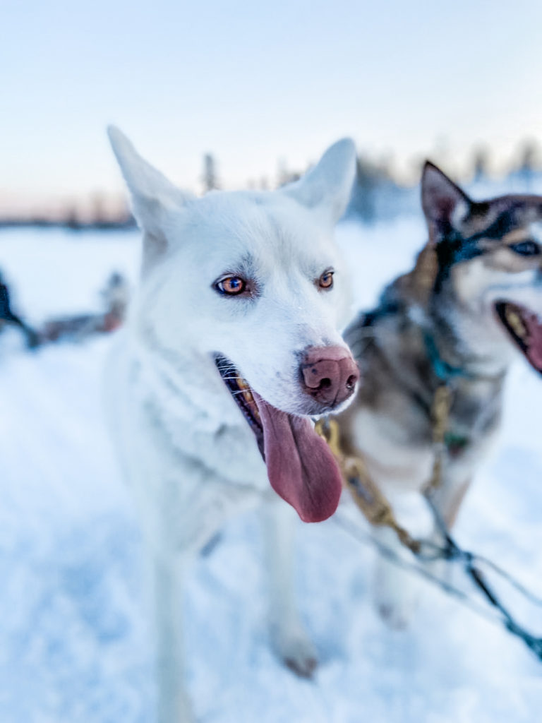 CHIENS DE TRAINEAU LAPONIE HUSKY SAFARI