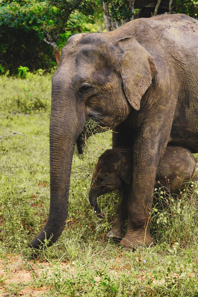 elephants sri lanka yala national park