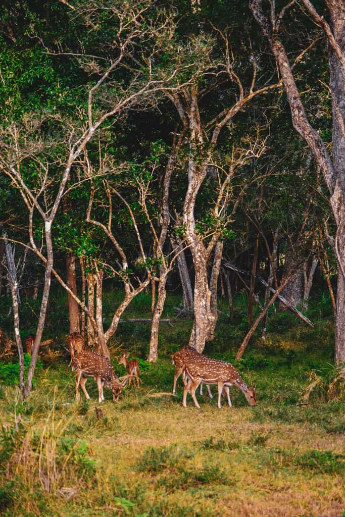 safari wilpattu Sri Lanka