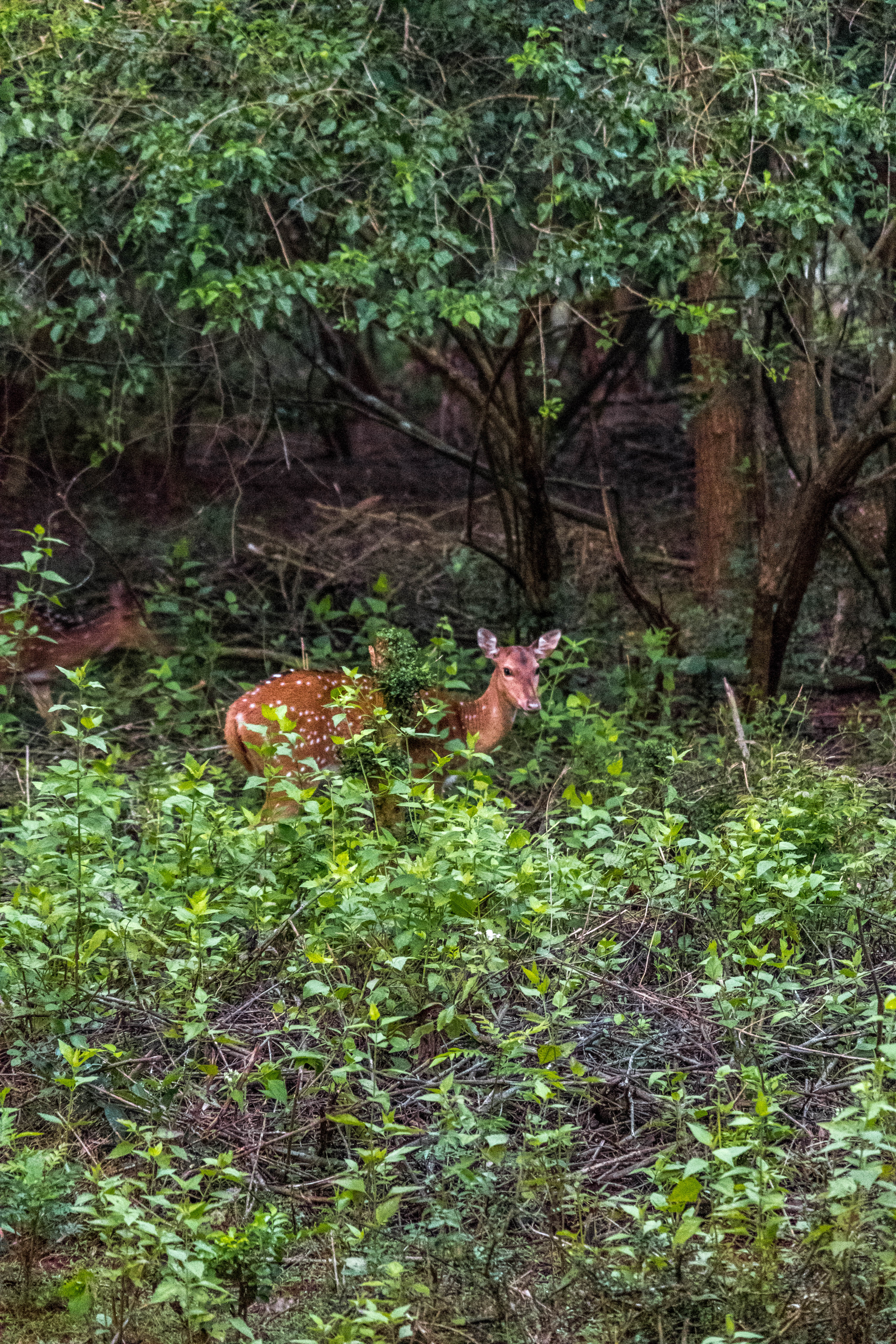 safari wilpattu Sri Lanka