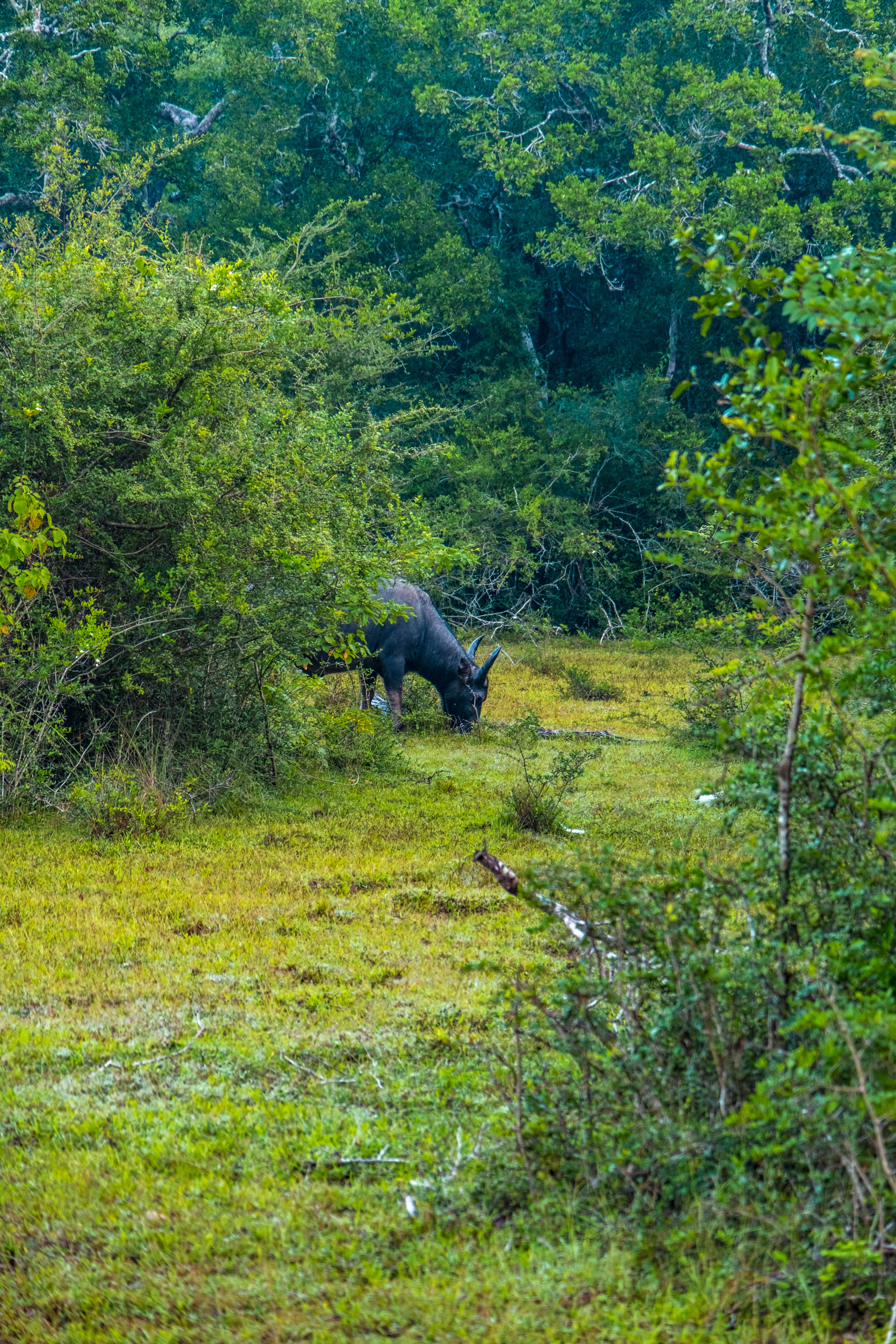 safari wilpattu Sri Lanka