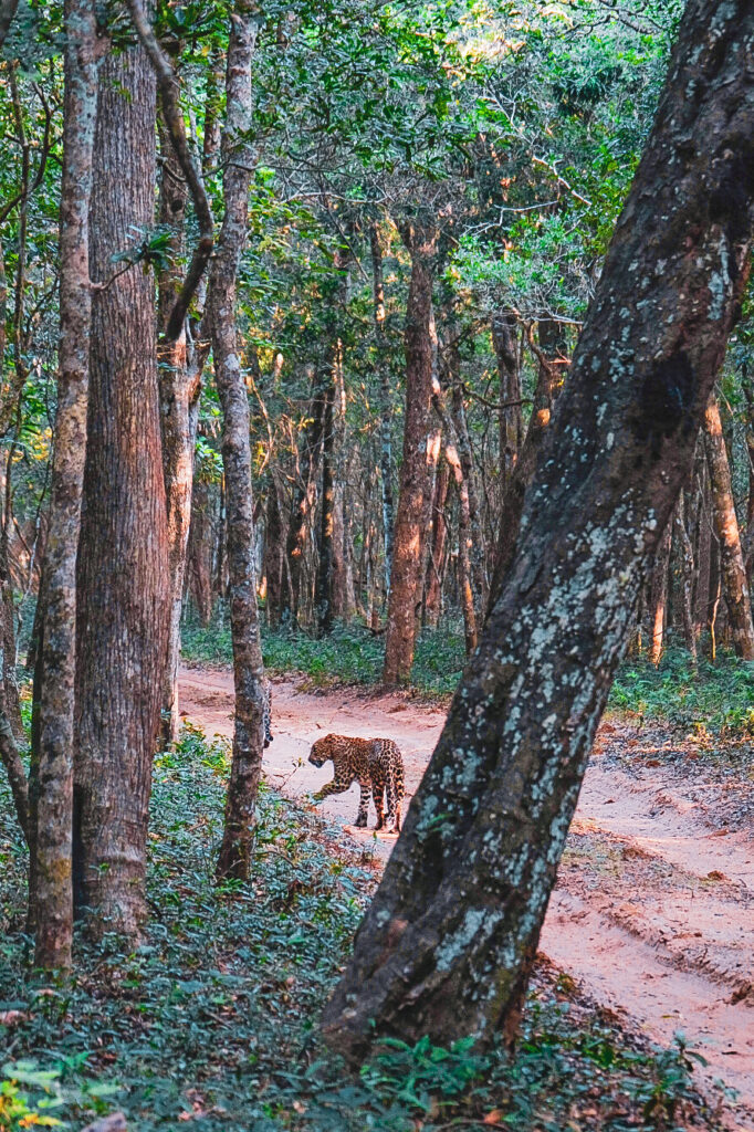 léopard safari wilpattu Sri Lanka
