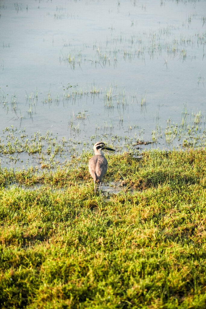 safari wilpattu Sri Lanka