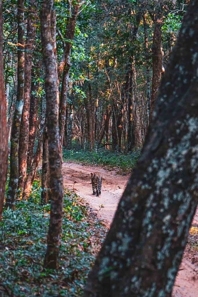 léopard safari wilpattu Sri Lanka