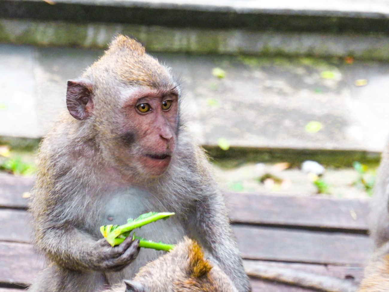 SACRED MONKEY FOREST UBUD BALI