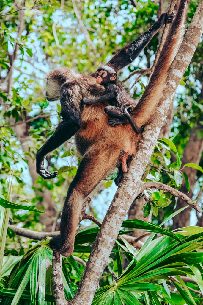 VISITER CALAKMUL YUCATAN MEXIQUE