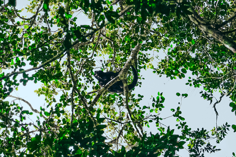 singe hurleur calakmul mexique yucatan