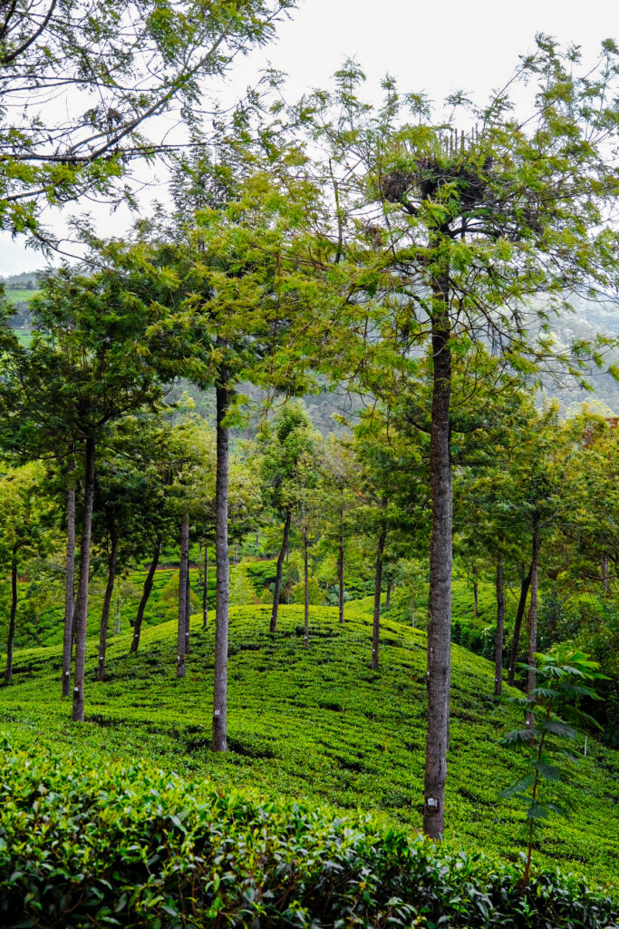 plantations thé sri lanka nuwara eliya
