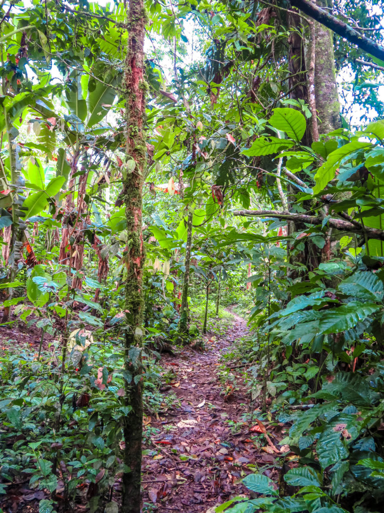 TENA AMAZONIE EQUATEUR